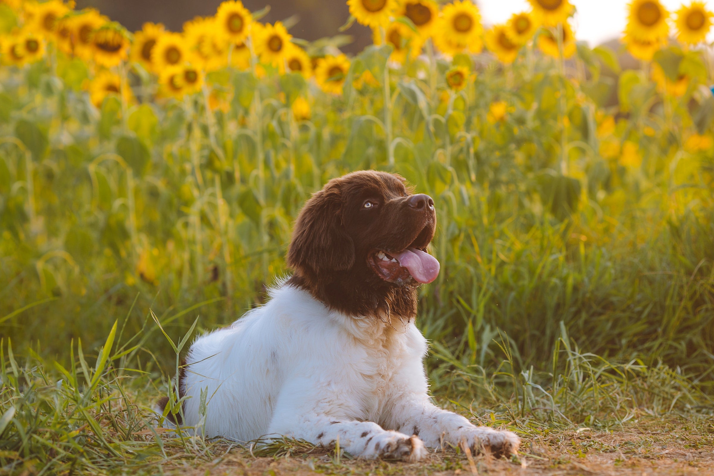 Are sunflower plants hot sale poisonous to dogs