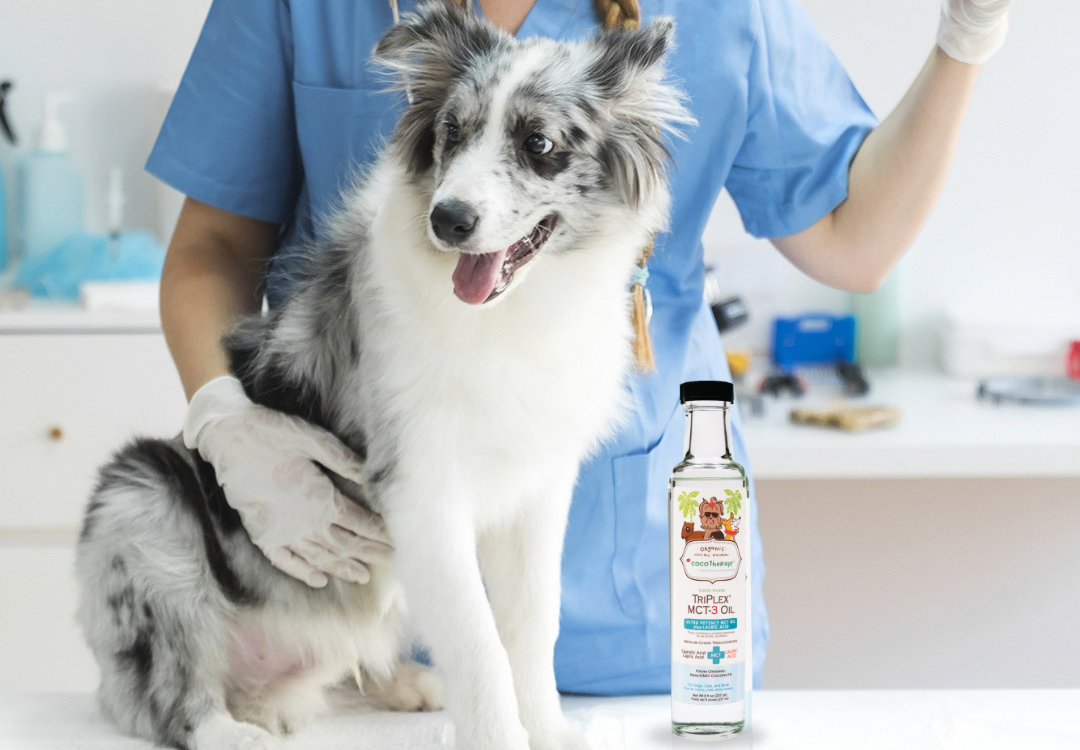 Can MCT Oil Help Manage Seizures in Pets?