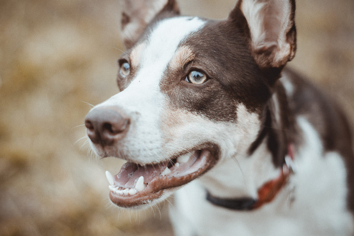 Taking Care Of Your Pet’s Teeth and Gums | Organic Coconut Oil For Pets