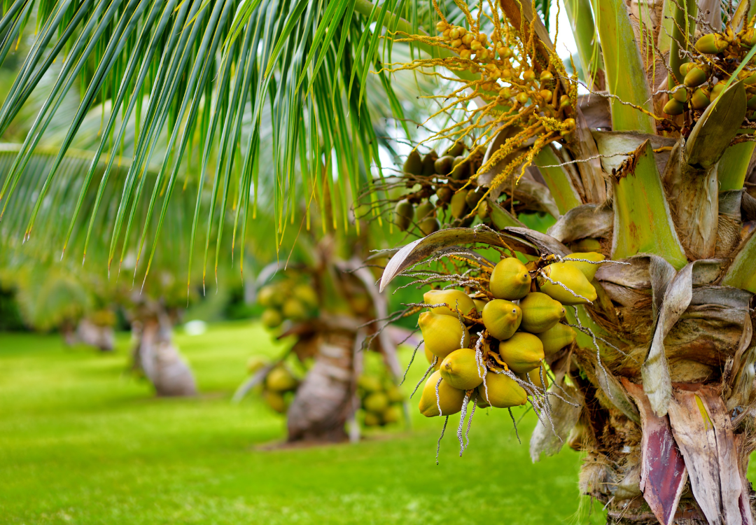 Is coconut nectar good for dogs and cats