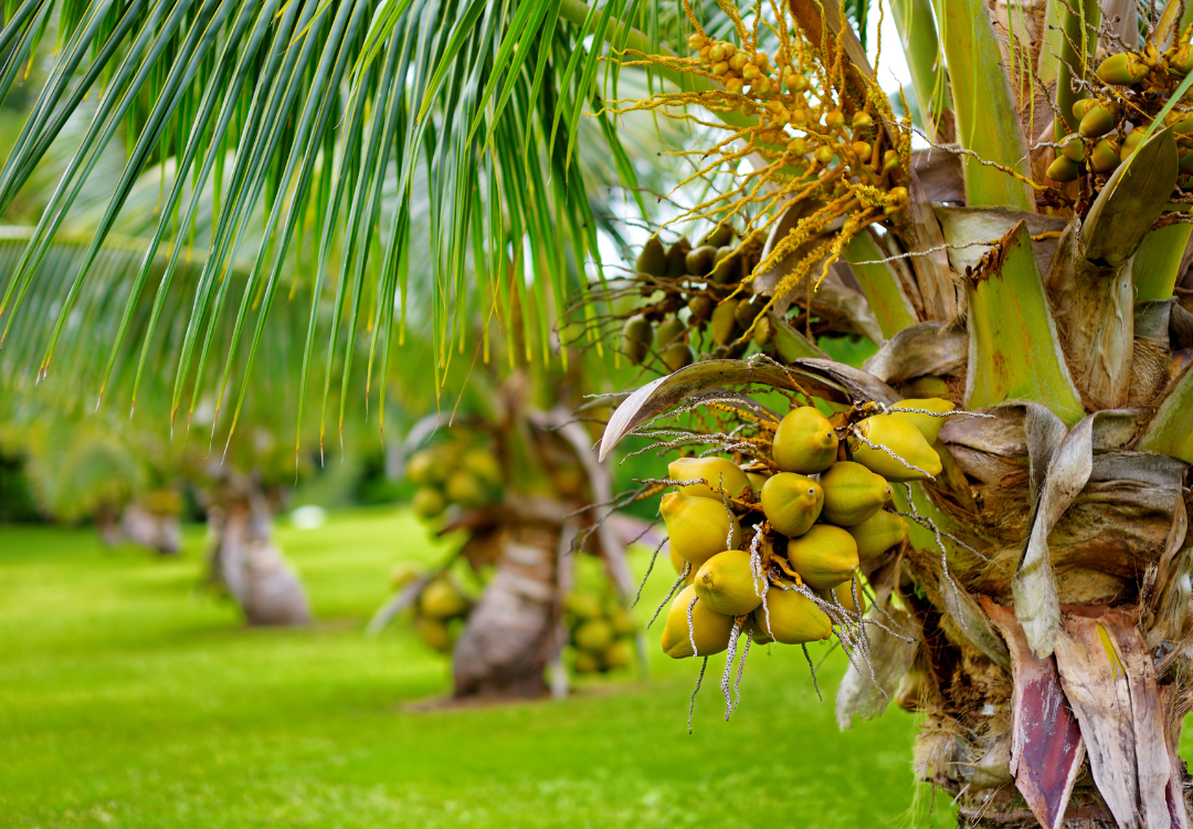 Why Coconut Nectar?