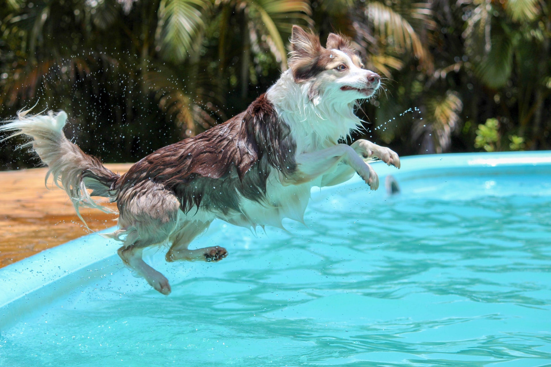 Places to shops take your dog swimming