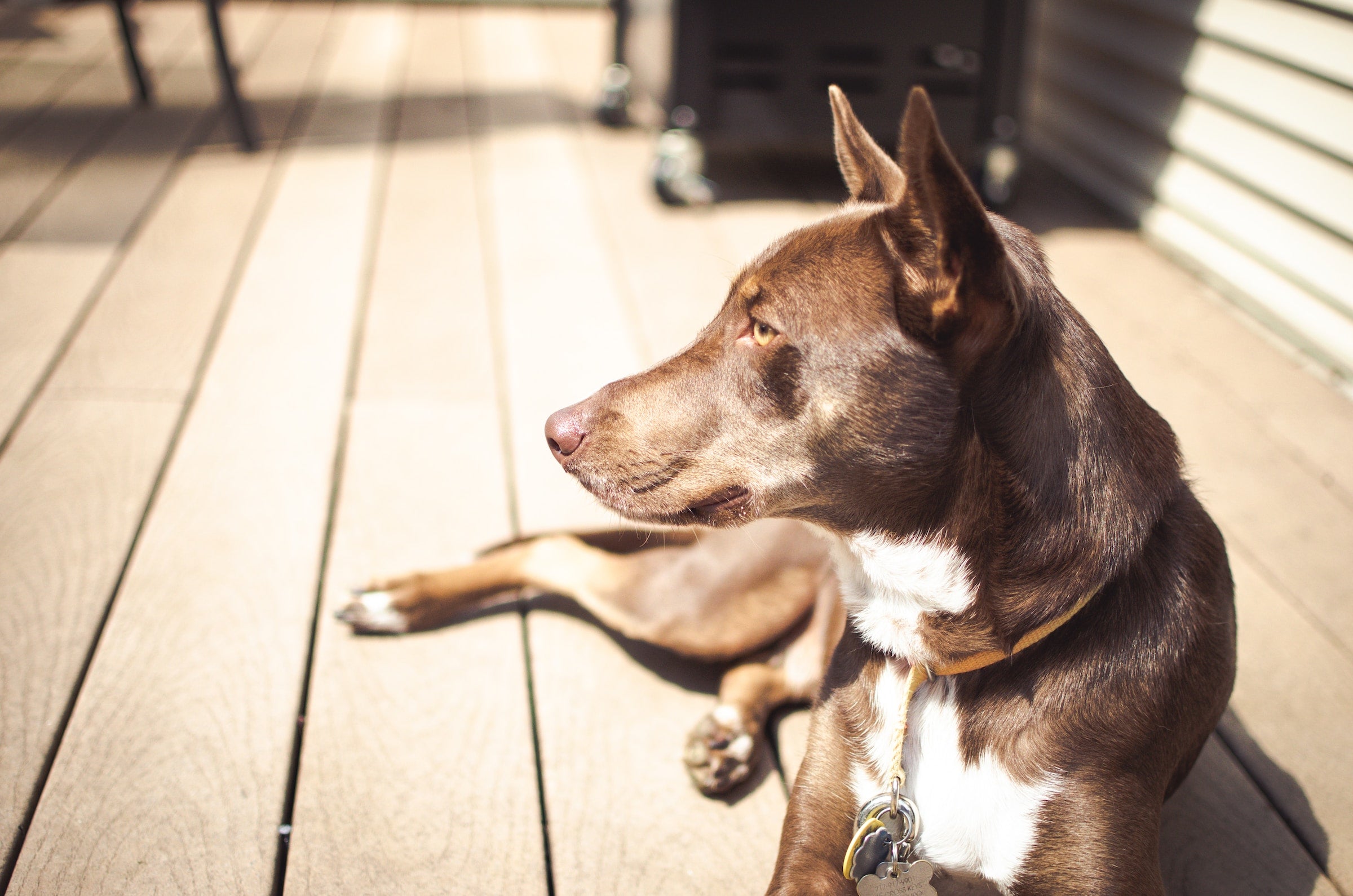 Dog sunburn outlet treatment