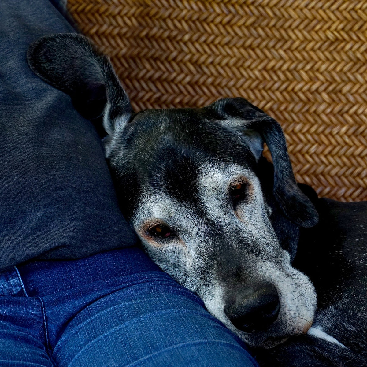 How to Entertain an Old Dog: 6 Ideas for Bored Senior Dogs · The Wildest
