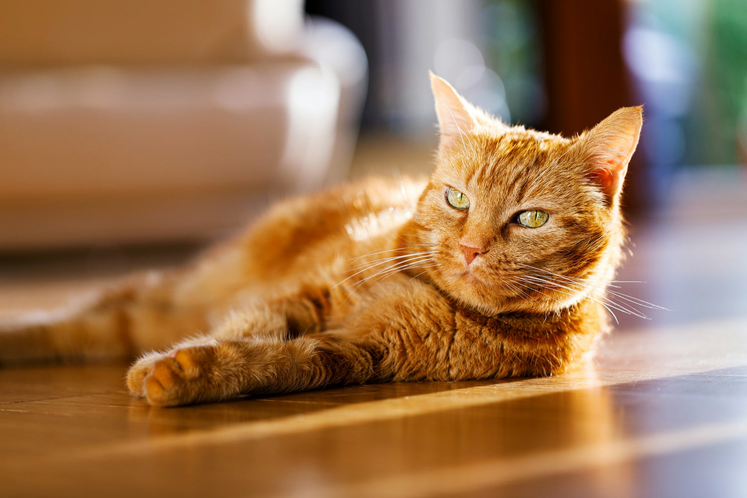 8 Ways to Keep Your Cat Cool and Comfortable This Summer
